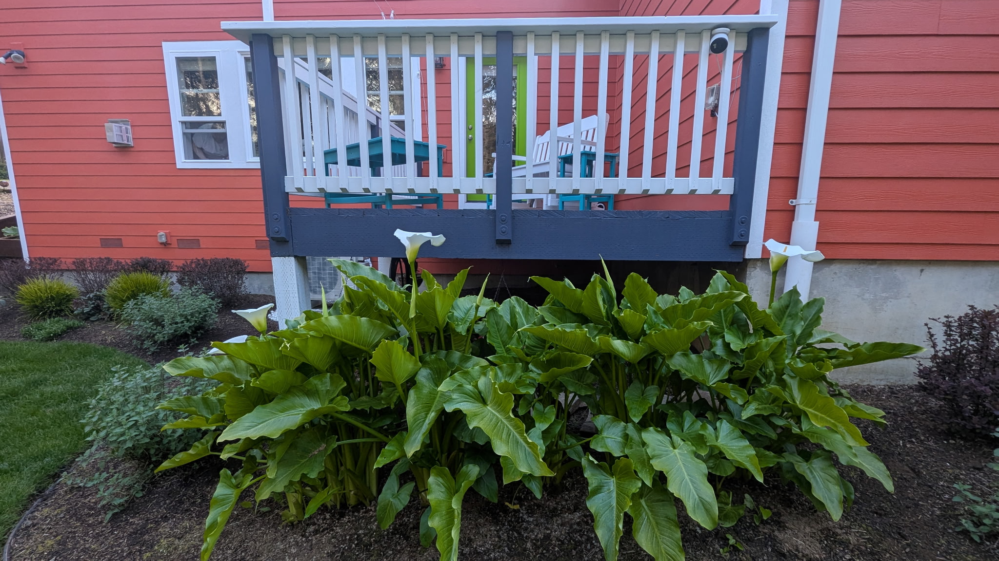 PNW Calla Lilies. Five feet tall and growing.