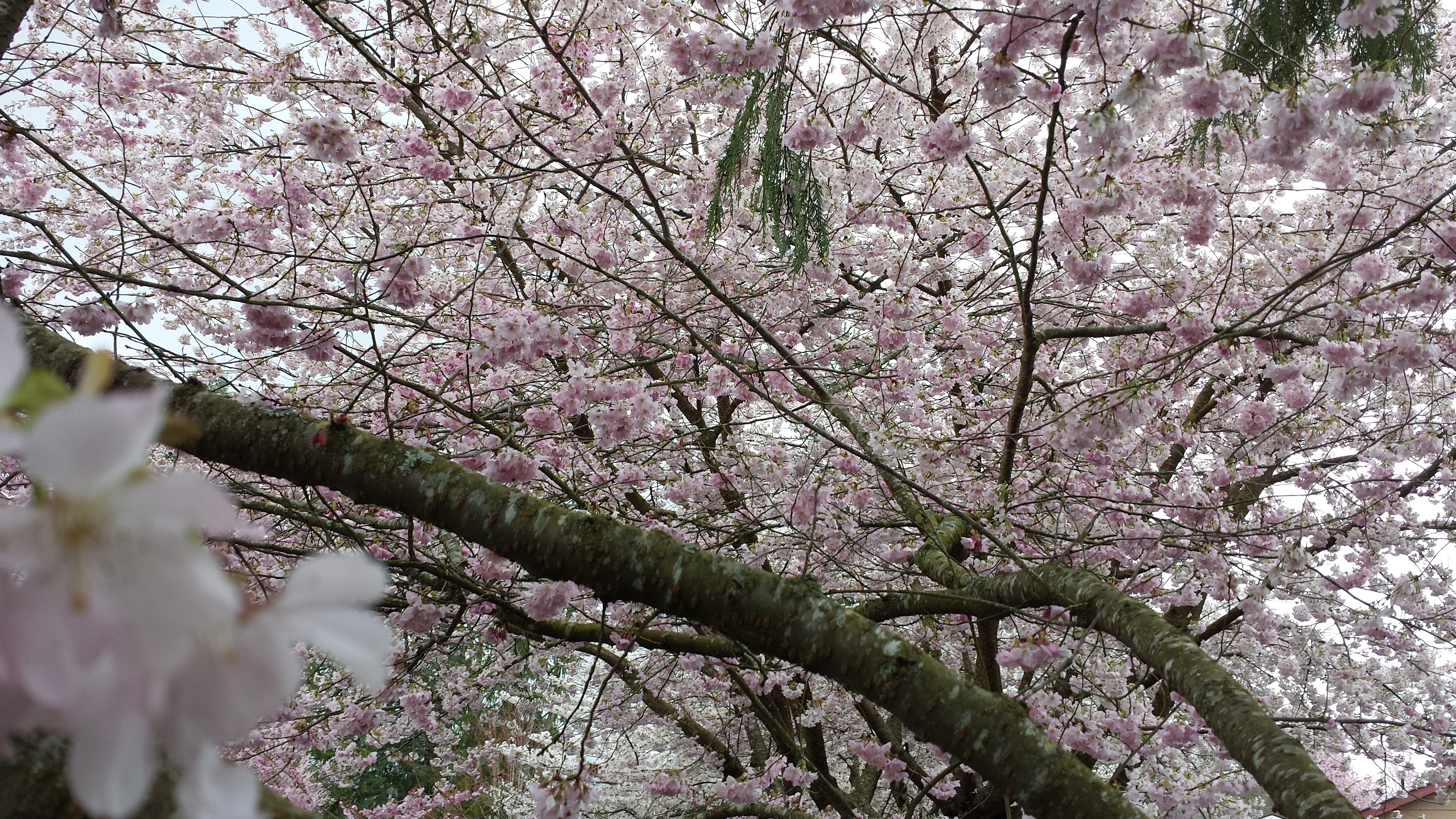 Pink and white blossoms on tree with moss in Spring.