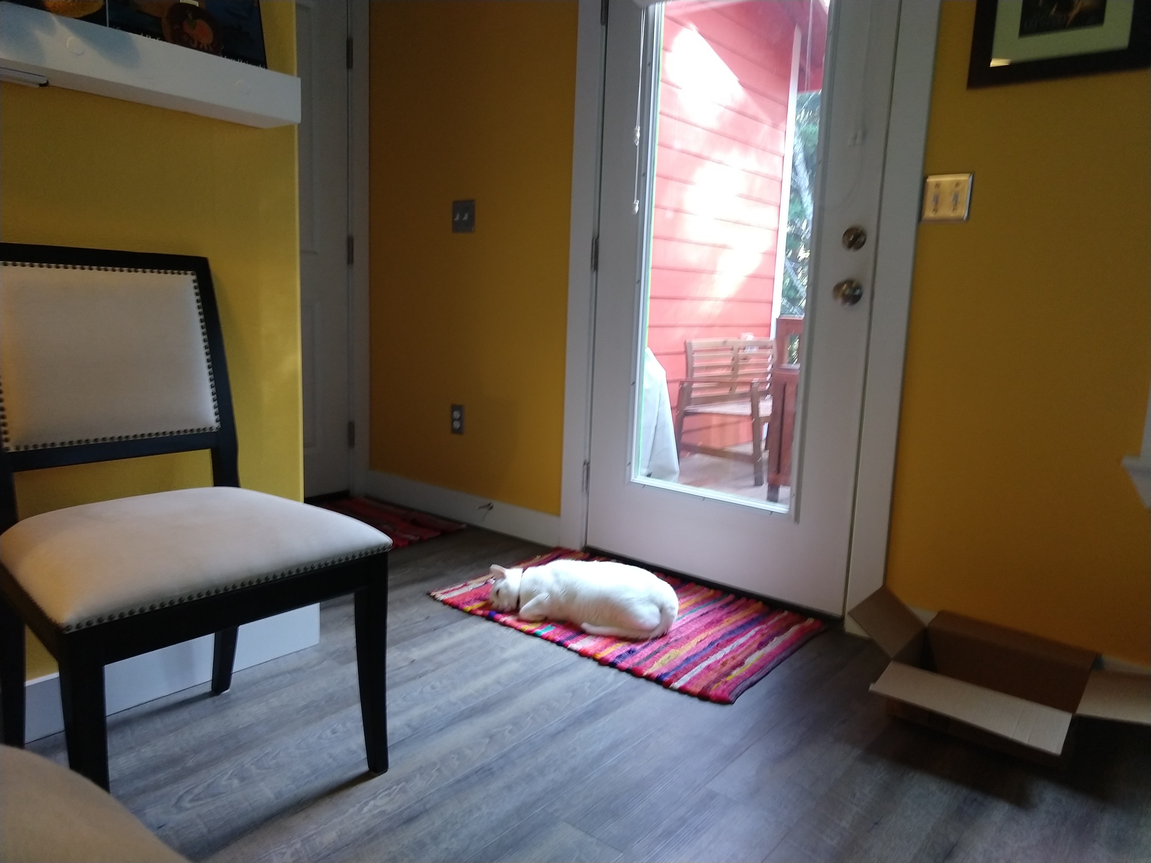 White cat lying on orange/red/yellow/blue/purple/pink striped rug in front of a glass door to the outside.