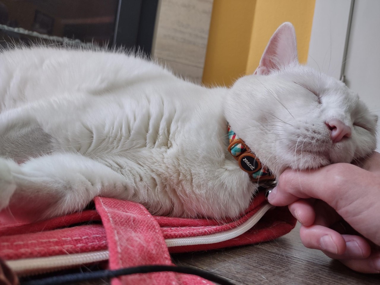 White cat with head laying on my hand.