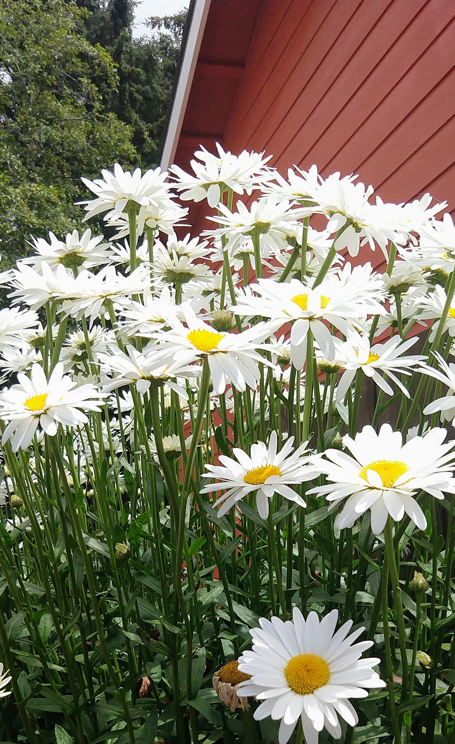 A couple dozen daisies with the corner of an orange house in the background and some tall pine trees behind the house.