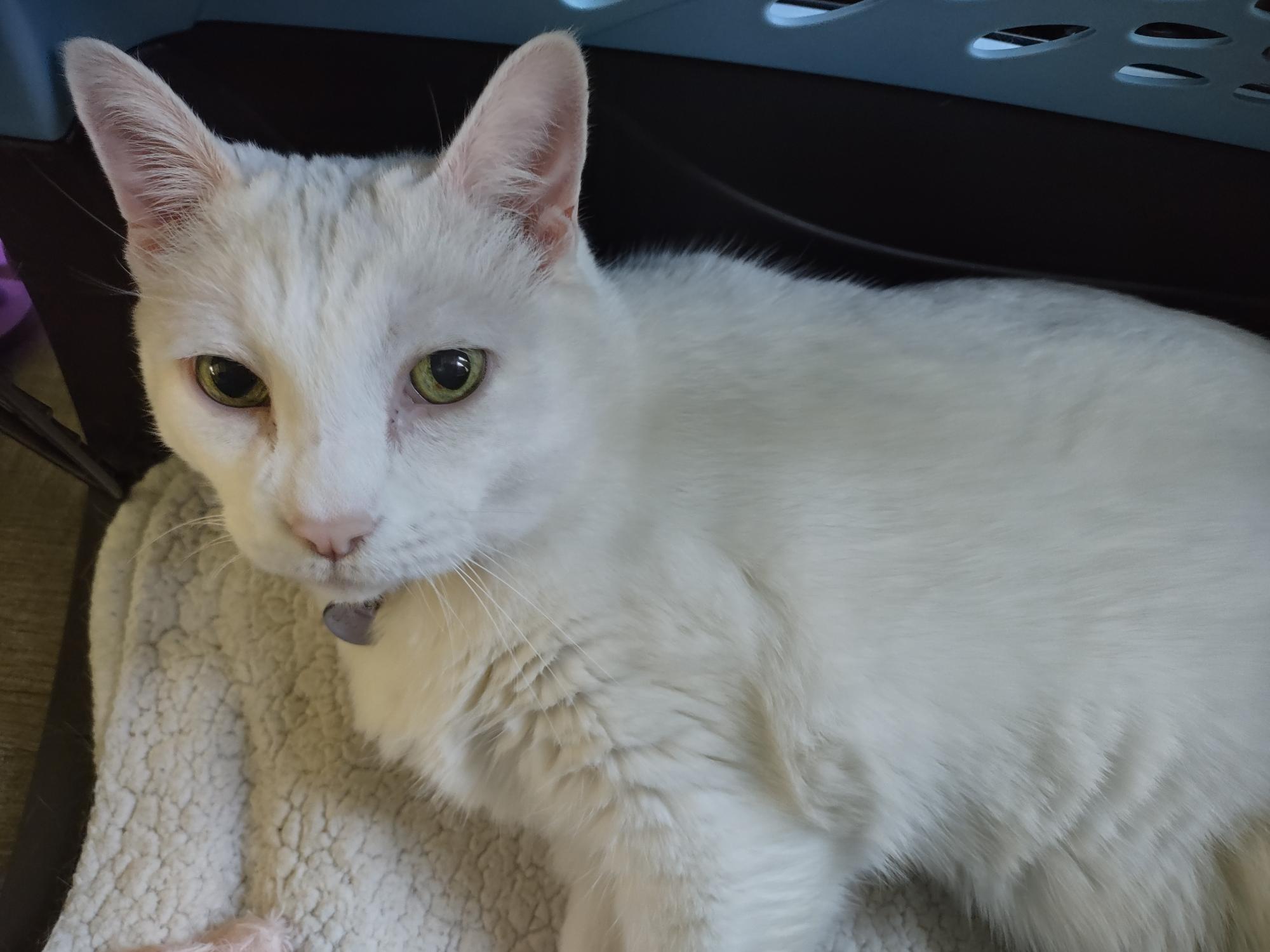 White cat with yellow green eyes looking off to side of camera.