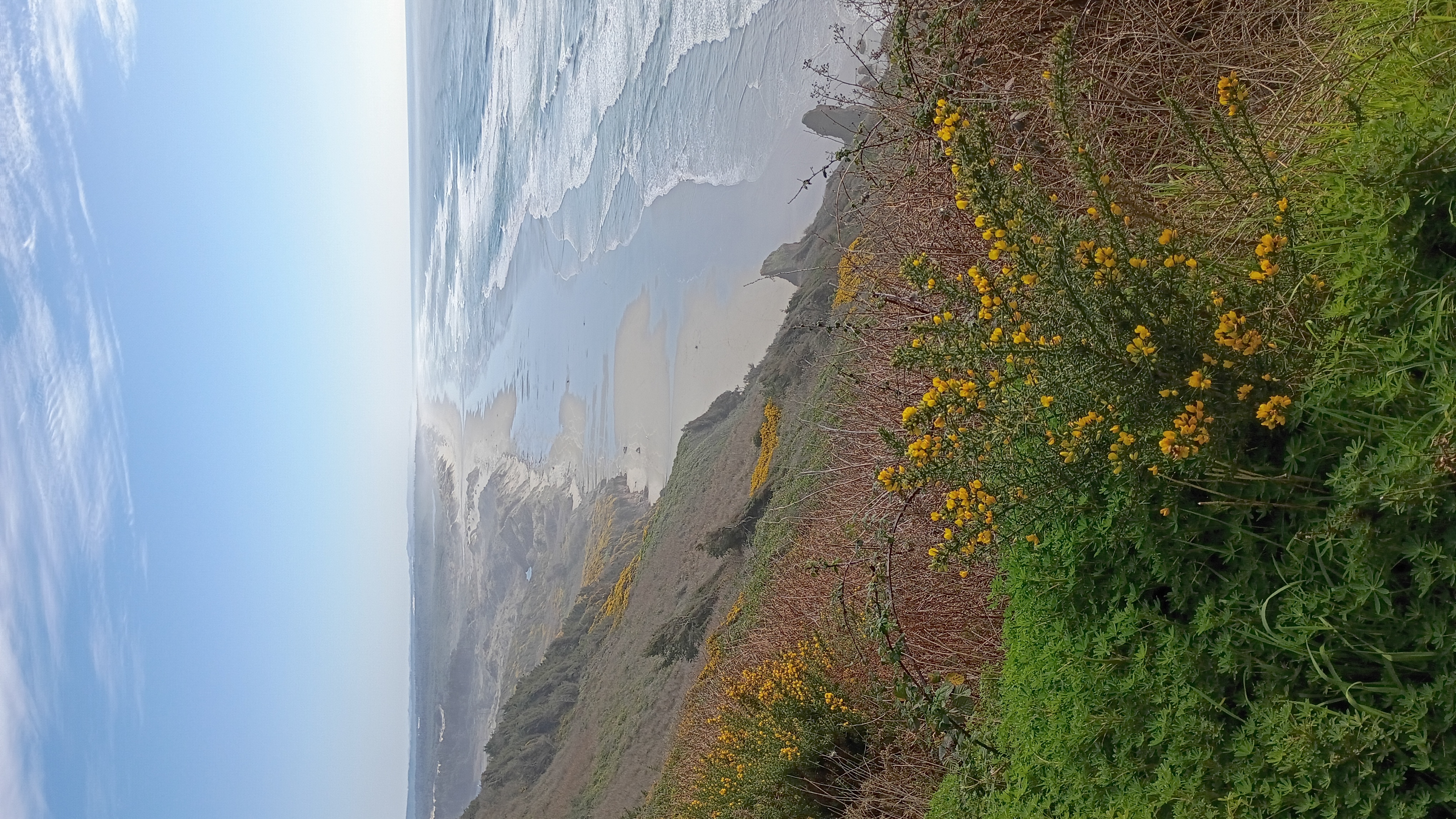 View from the mountains north of Florence, OR. Looking south. Yellow Gorse flowering down the mountainside to the beach with the Pacific Ocean on one side and the Pacific Coast on the other. The distance fades into a mist, above it all is a blue sky.