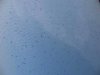 skeeters to infinity skeeters to infinity