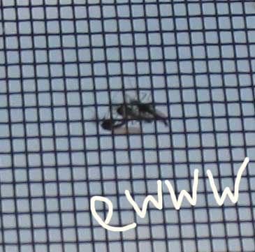 menage a skeeter menage a skeeter