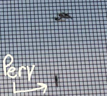 skeeter perv skeeter perv