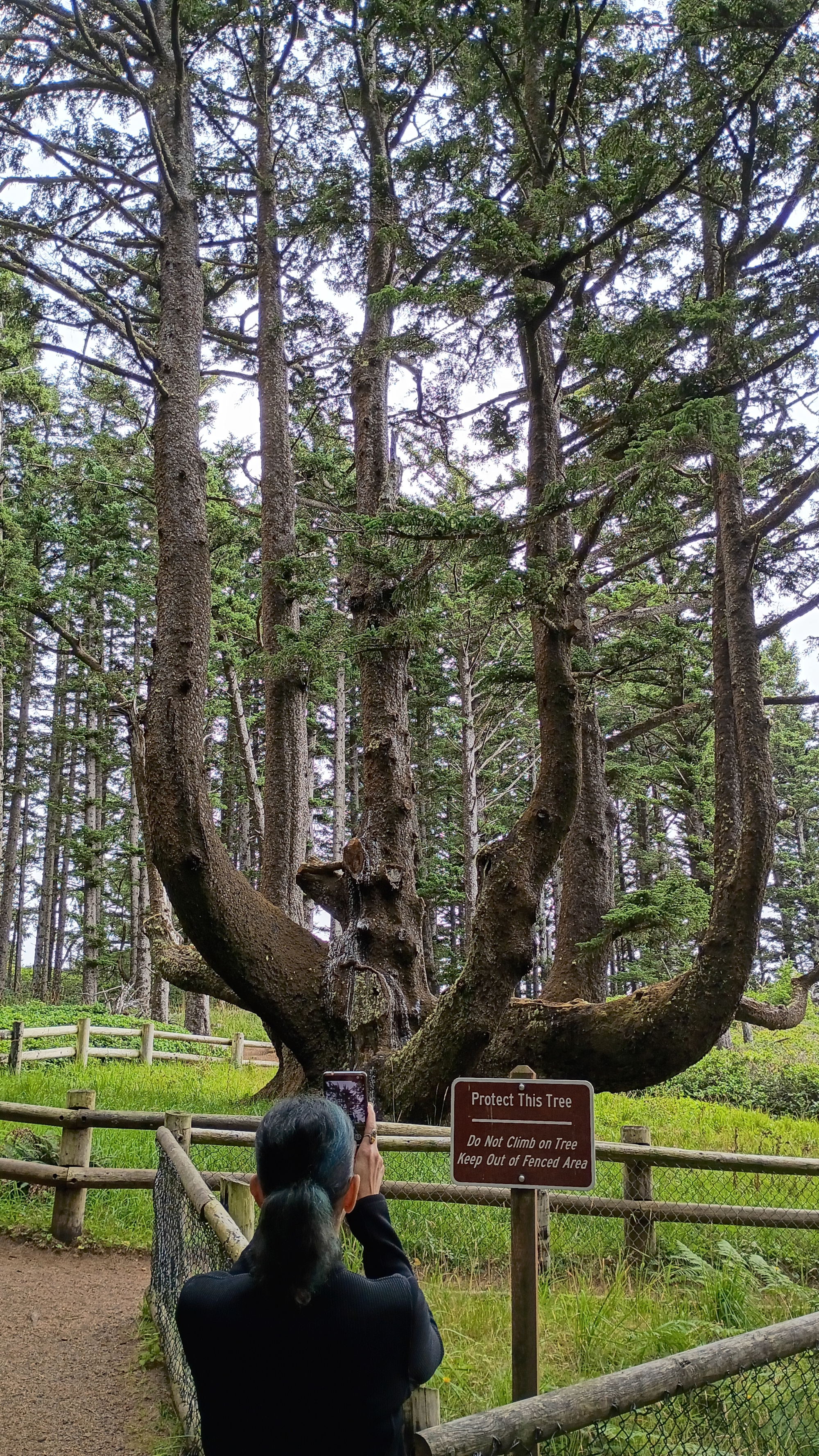 Woman standing in front of fenced enclosure of Octopus Tree.