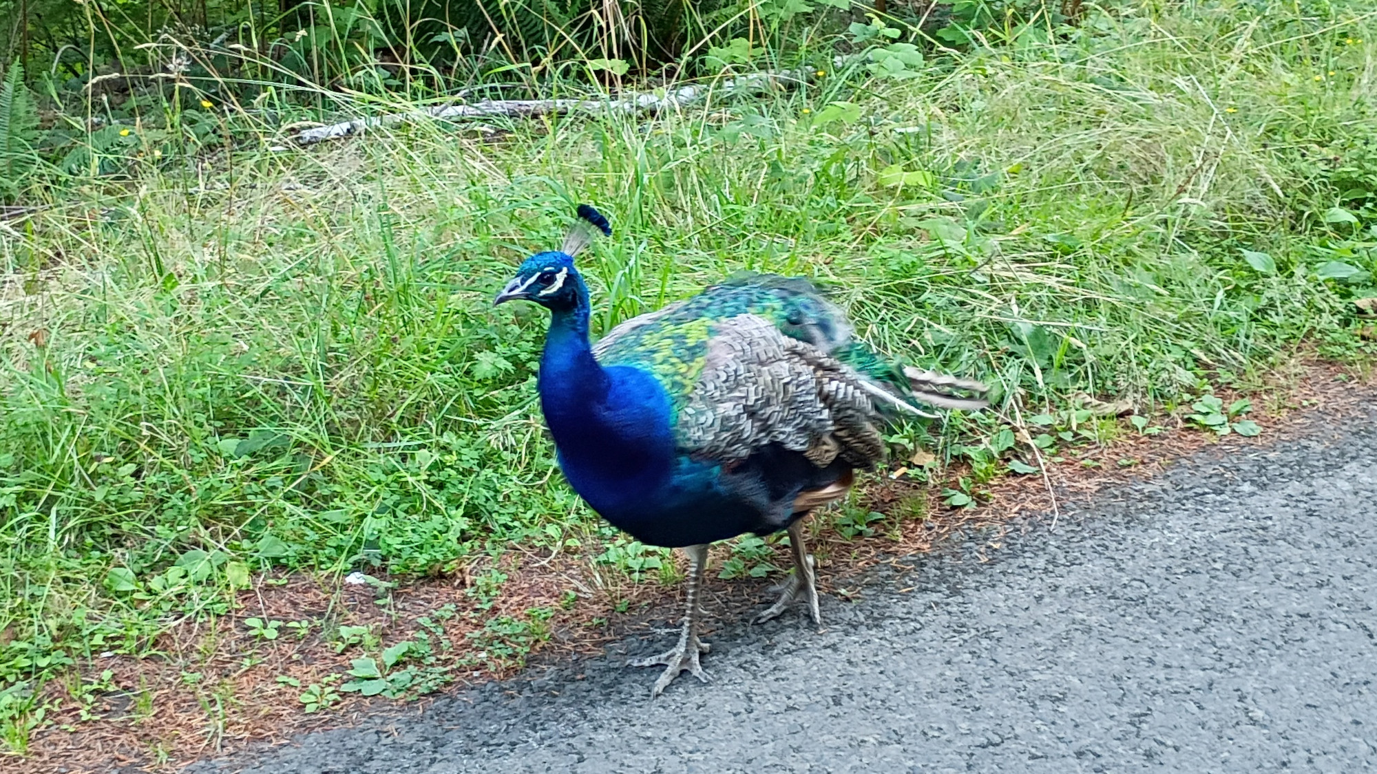 Metallic blue and green peacock strutting along a trail in the Coastal Range.