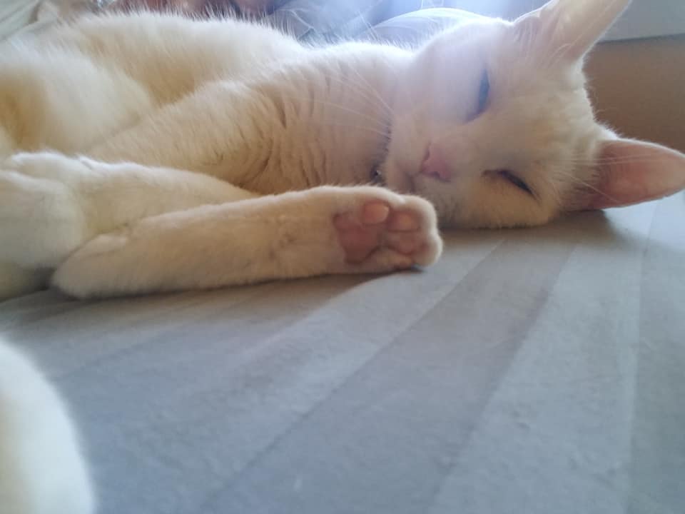 White cat lying on side stretching and squinting.