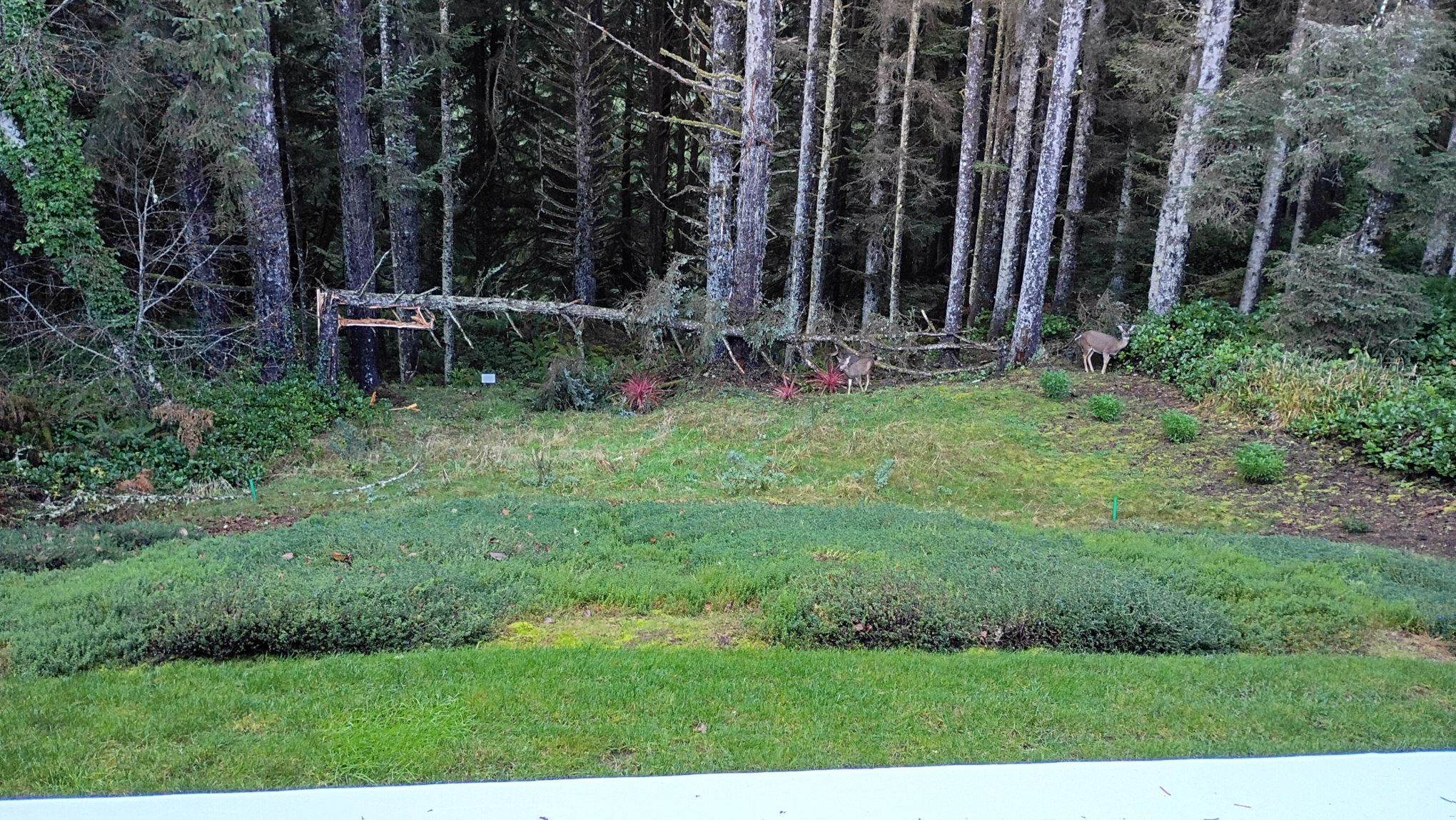 Seventy foot pine tree knocked down by the recent windstorms. The trunk snapped about six feet up and the tree fell across the back third of our property from one side to the other. A couple deer are checking it out.