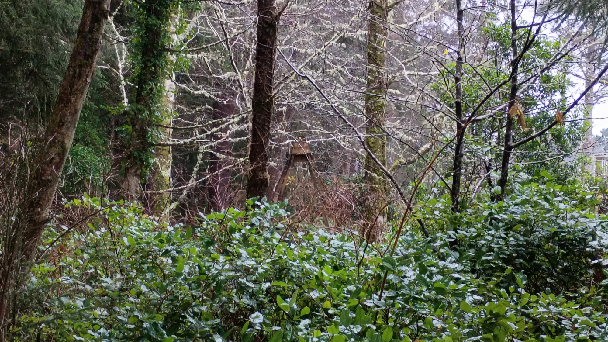 Top part of a weather-faded wooden swingset in the middle of a PNW forest.