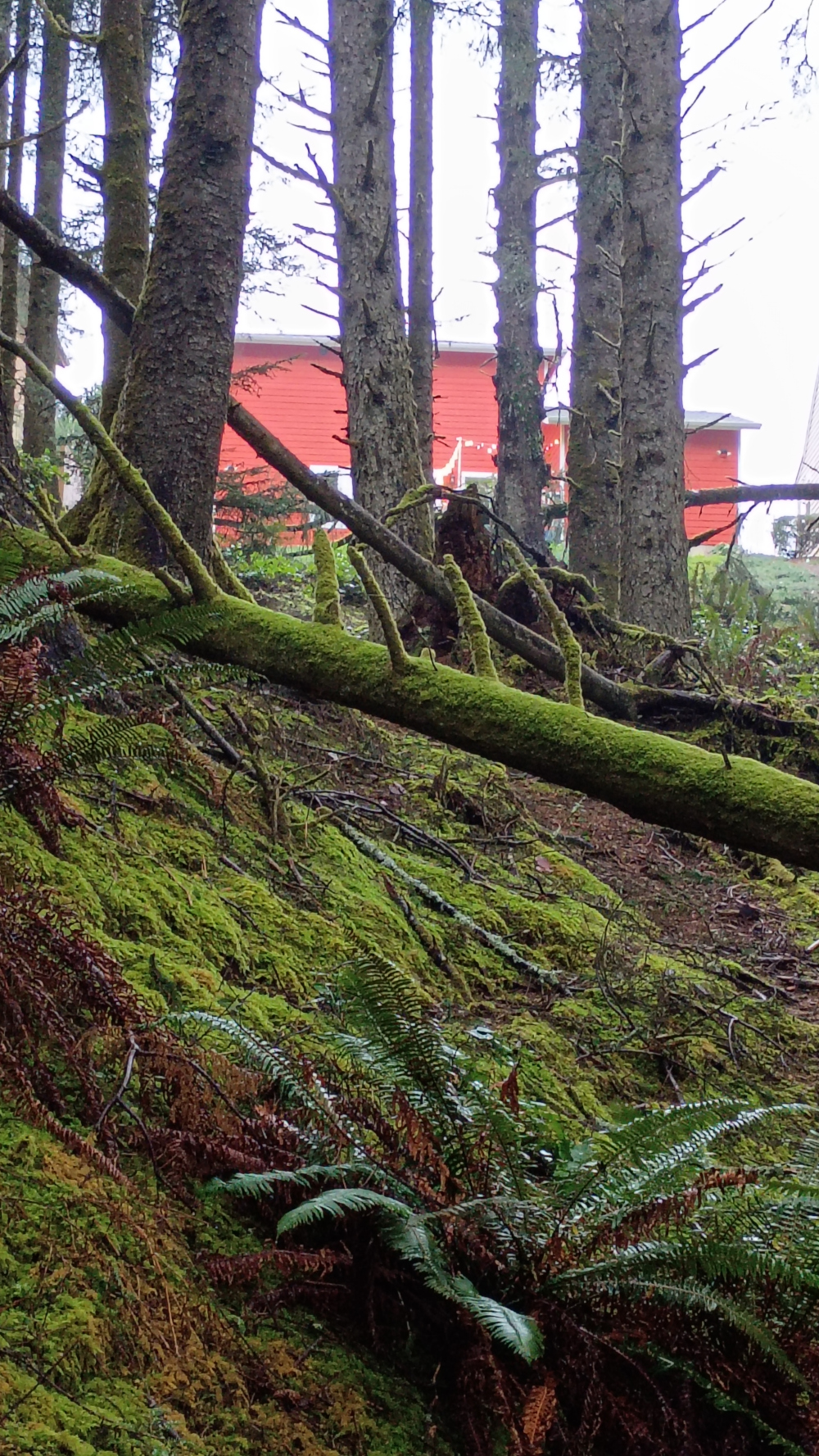 Mossy pine-tree-y PNW coastal forest rising up to meet the house.