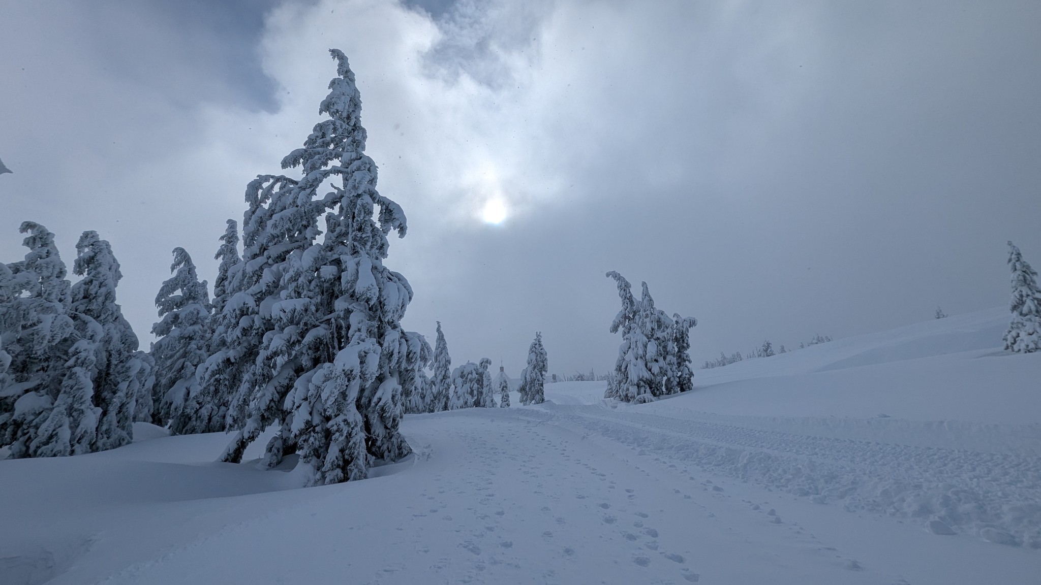 Winter alpine setting. Daytime. Cloud and fog and light snow fill the background. Snow covered alpine trees fade into the mountainside.
