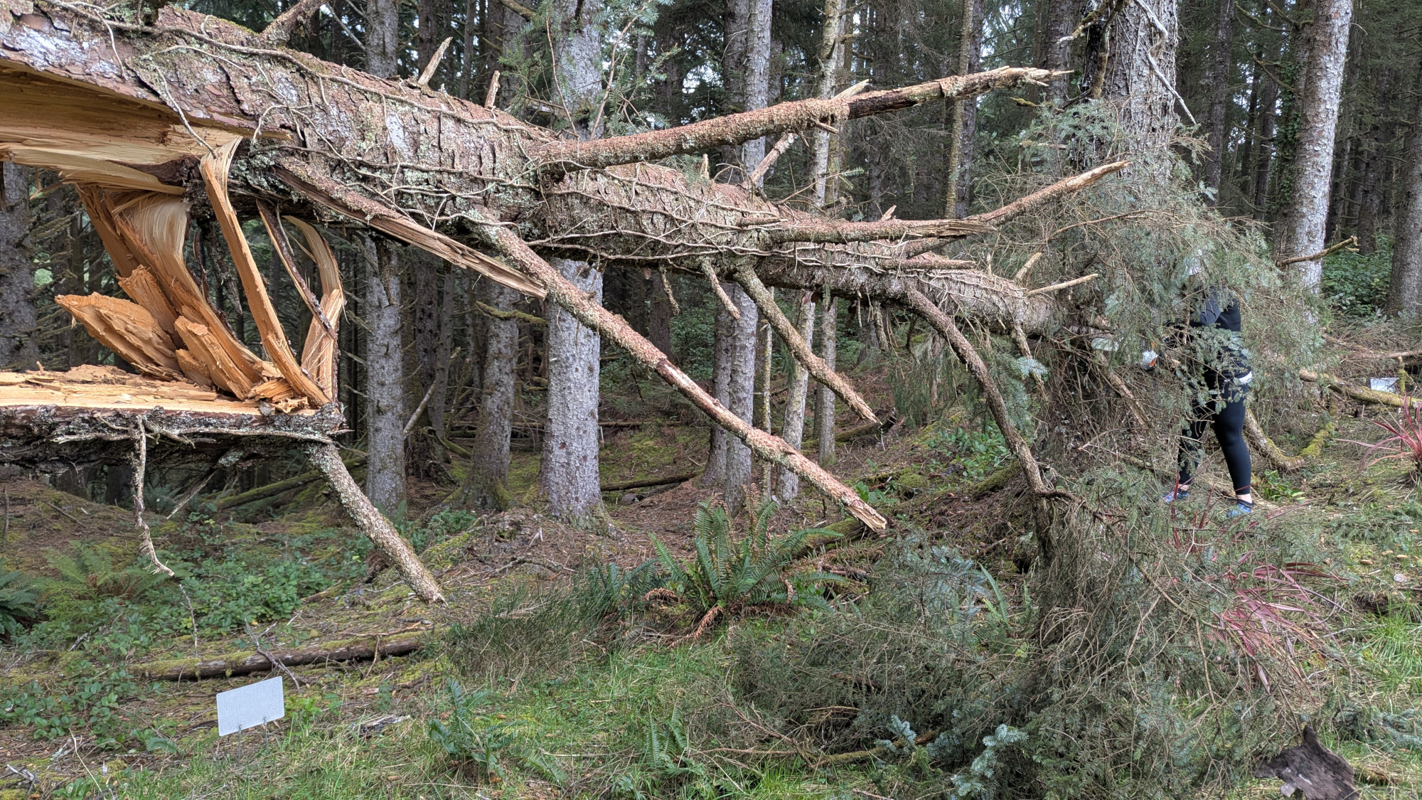 Stacy being hidden by the branches of the tree. Taken from the cracked eight foot tall base.