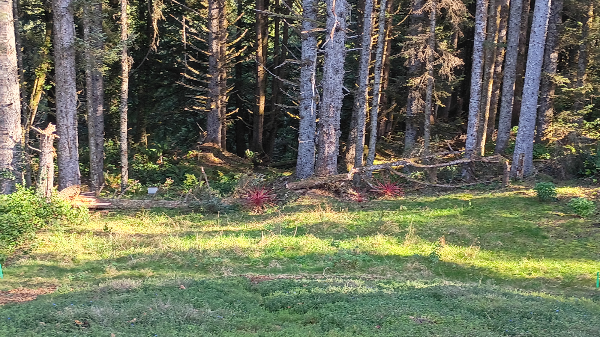 Tree from the house.