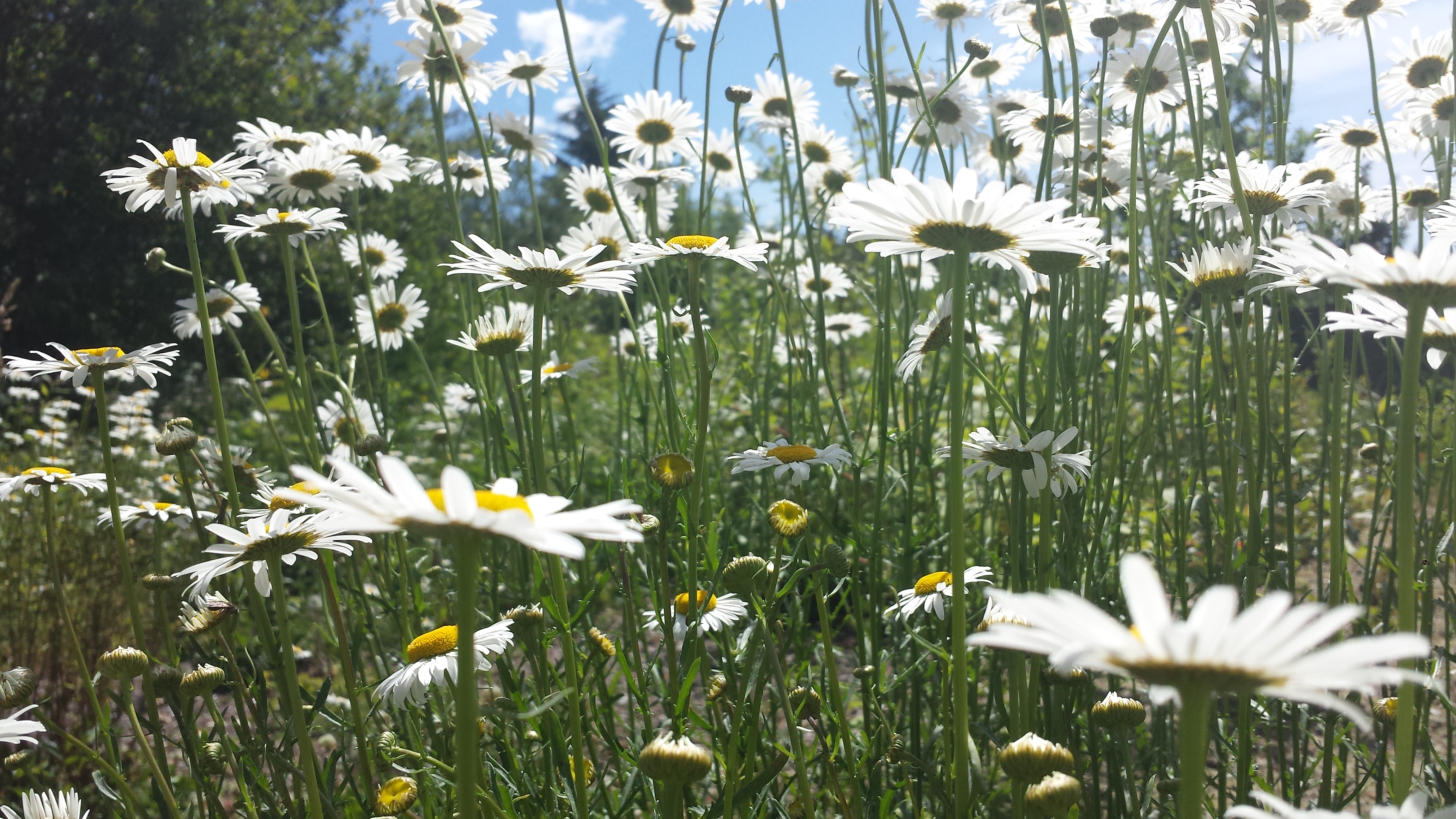 Daisies. Feild of daisies. Sunny.