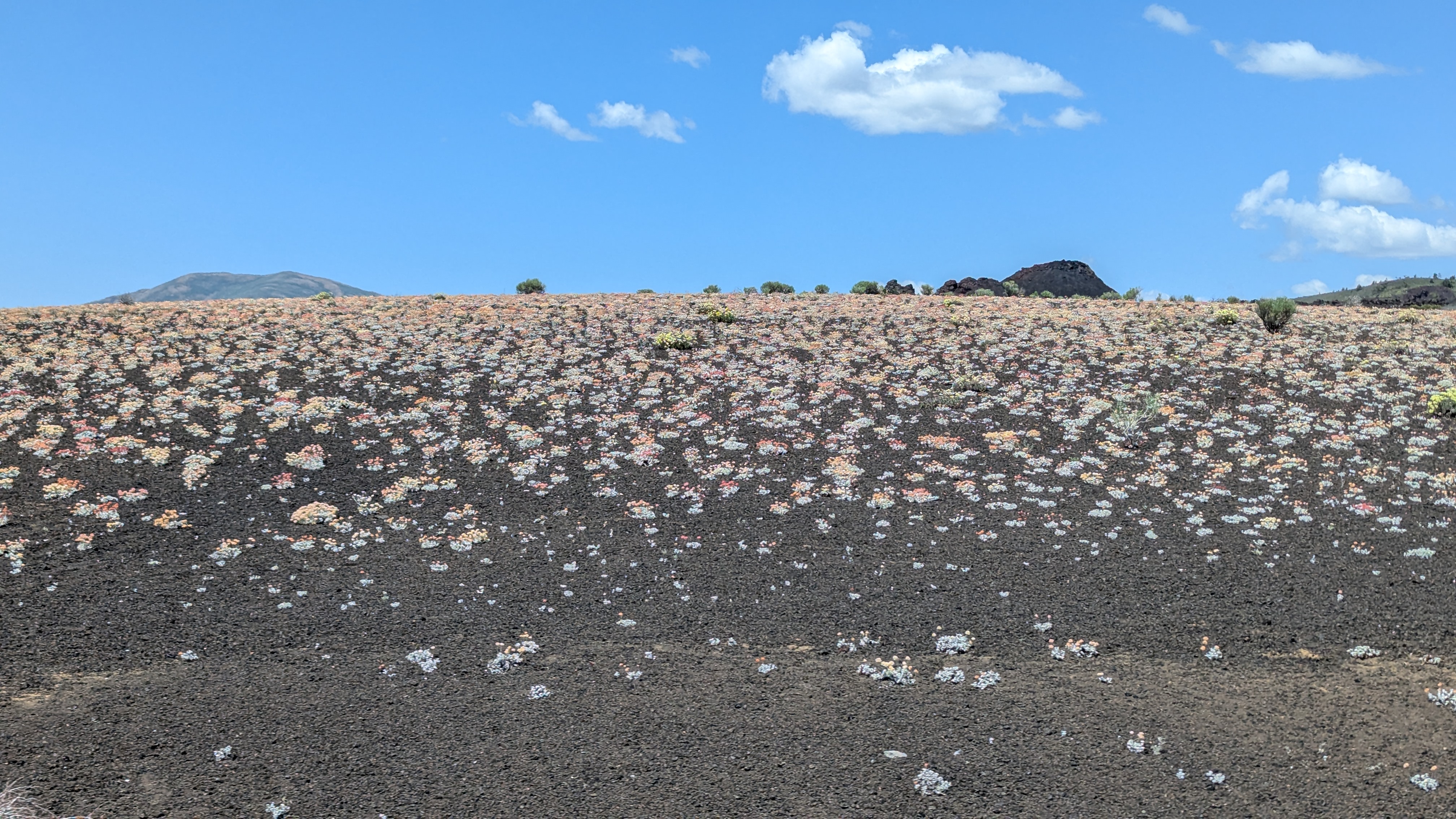 All kinds of interesting flora growing among the lava.
