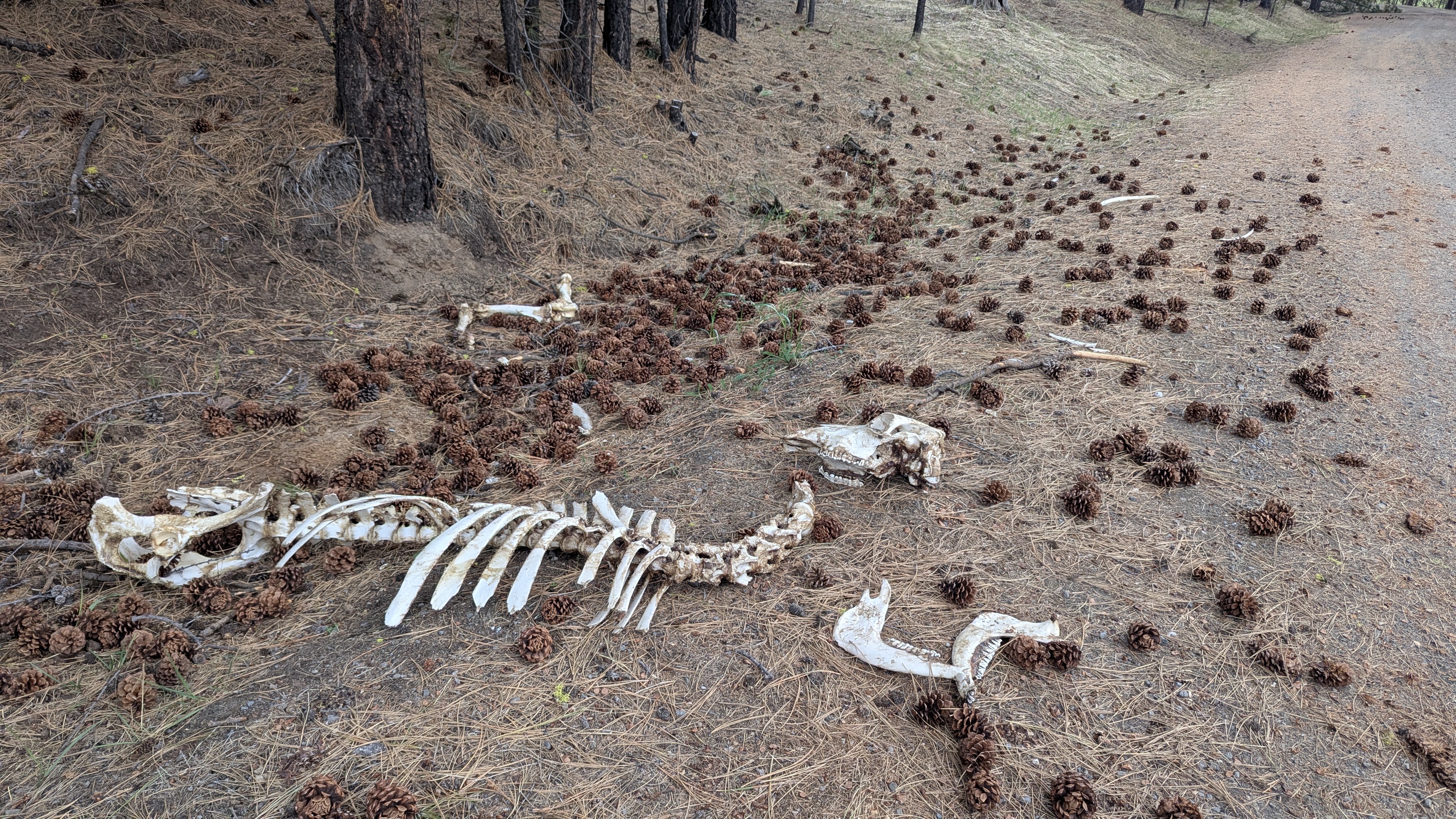 Skeleton of a horse by the side of the road.