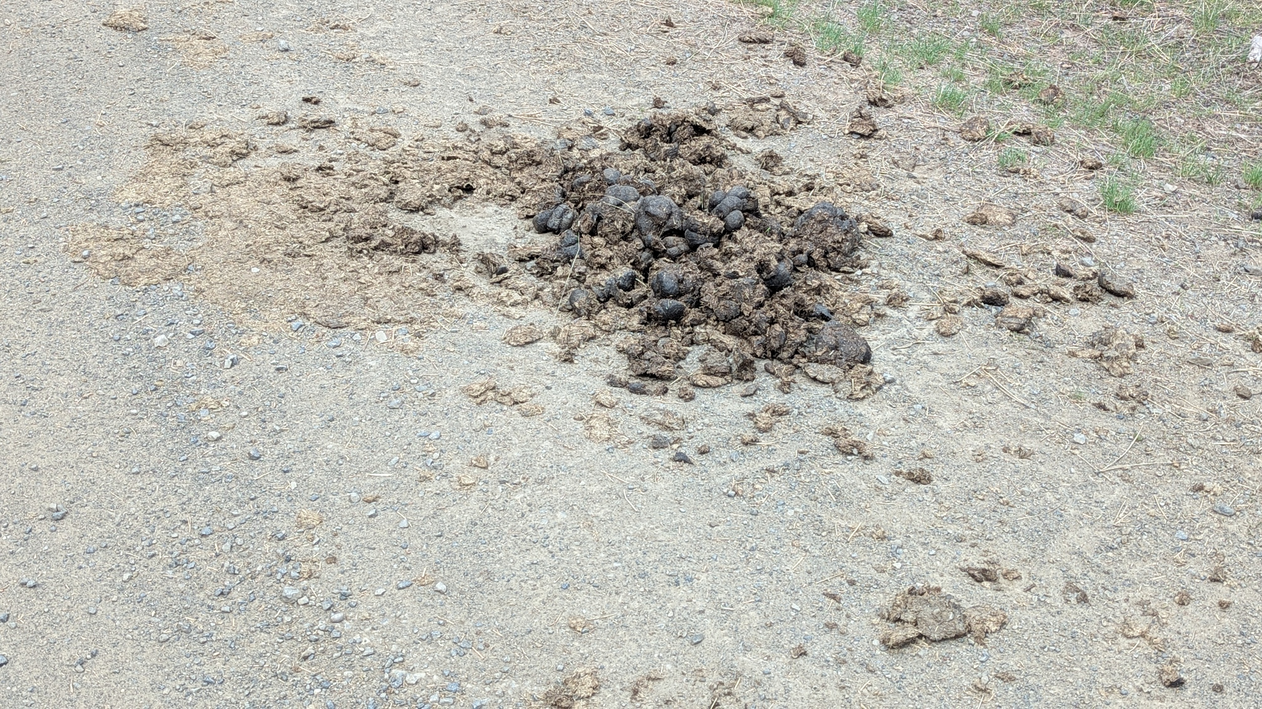 Pile of horse poo in the middle of the road.