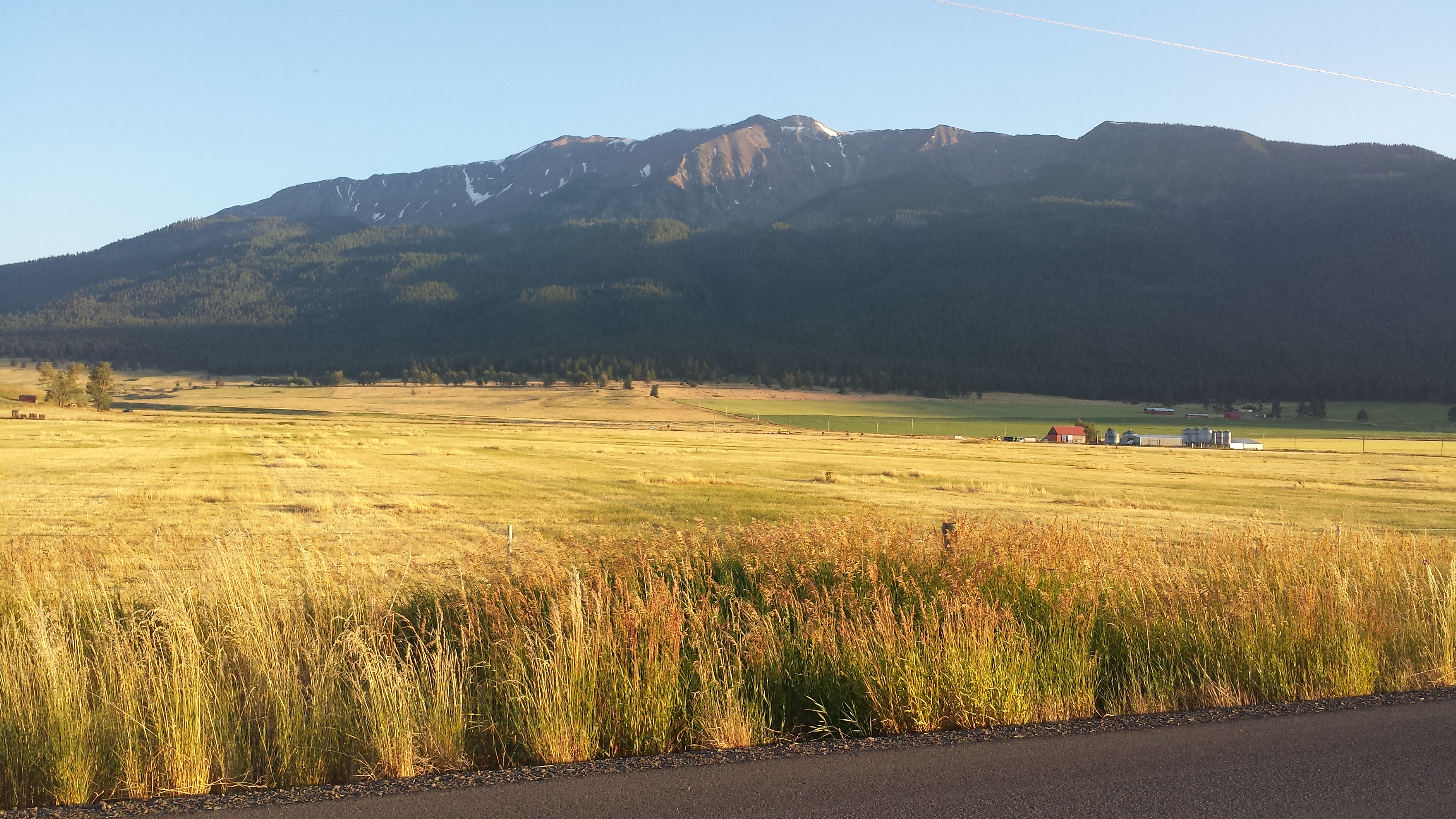 Golden wheat foreground, dark green forest midground, snow-capped mountain background.