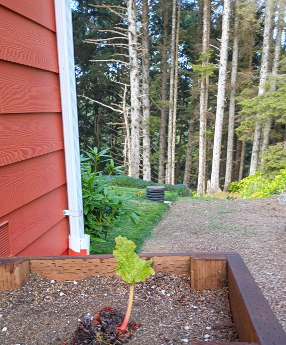 Small rhubarb with PNW forest behind it.