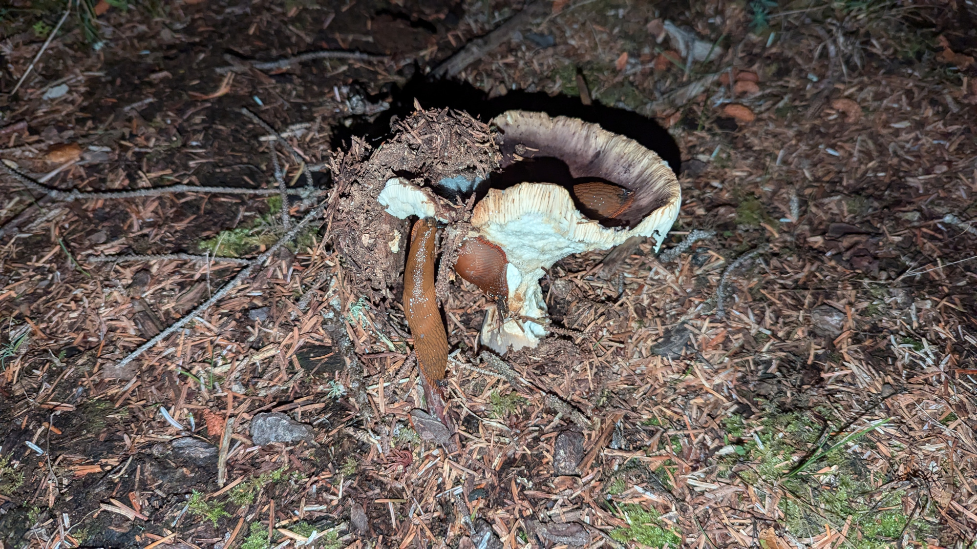night. a few banana slugs hanging out in and around a mushroom