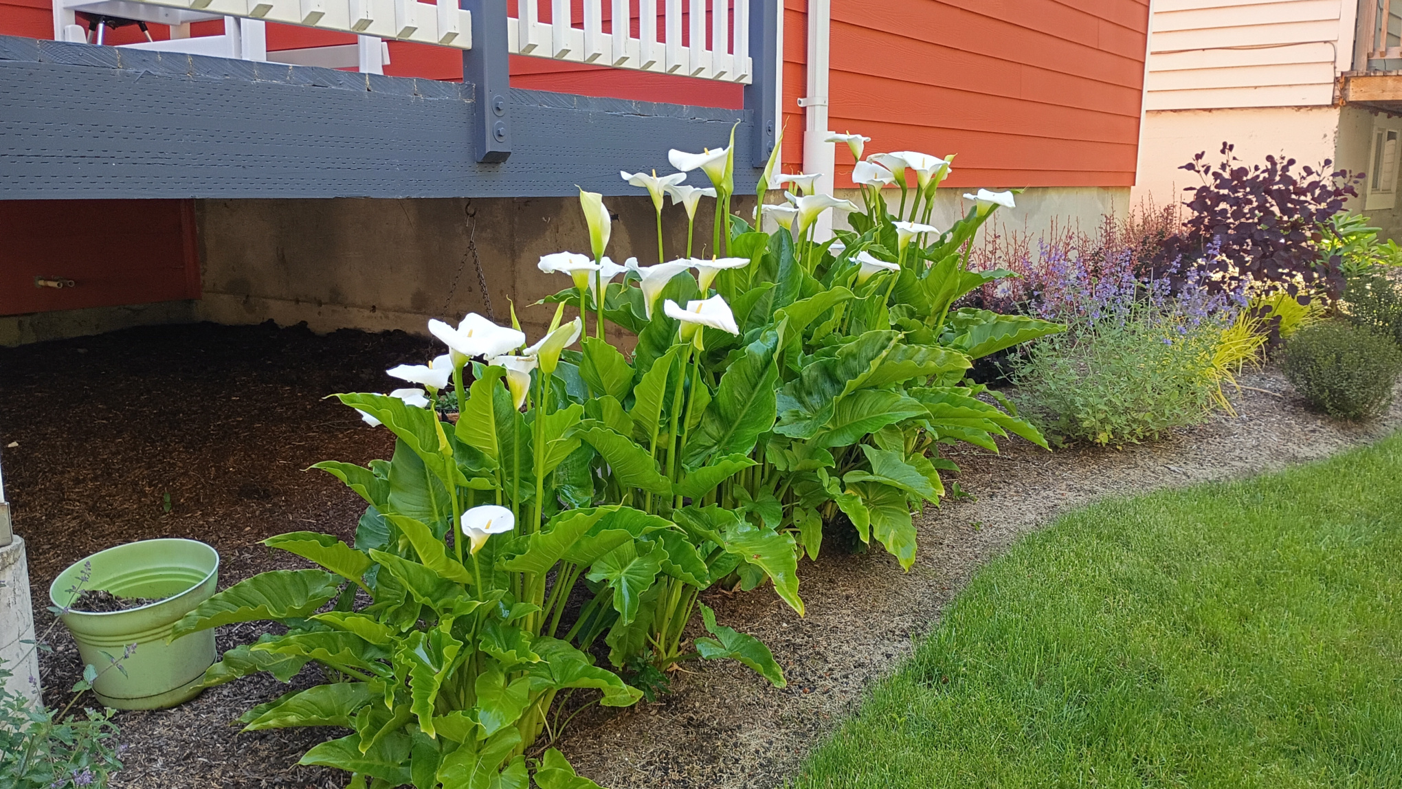 Over two dozen calla lilies in the back yard. Part of the deck and the house is visible as are other plants.