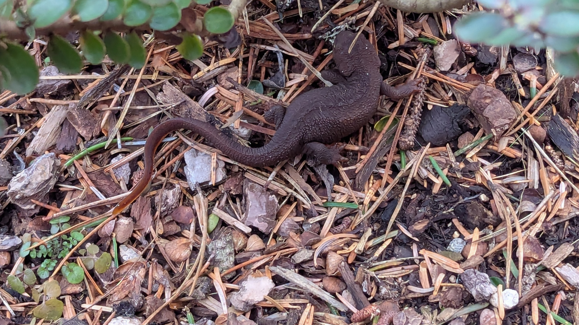 Brown salamander cozying up to the base of a bush. Lots of dried out pine needles around.
