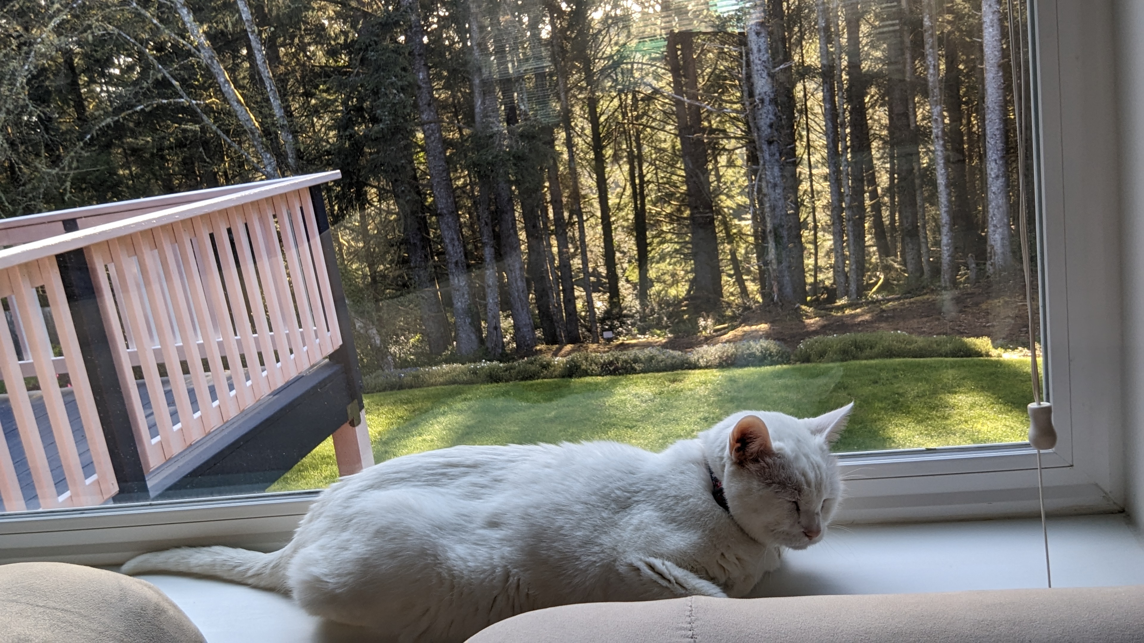 white kitty sitting on the window sill overlooking the back yard with blooming flowers and a coastal forest.
