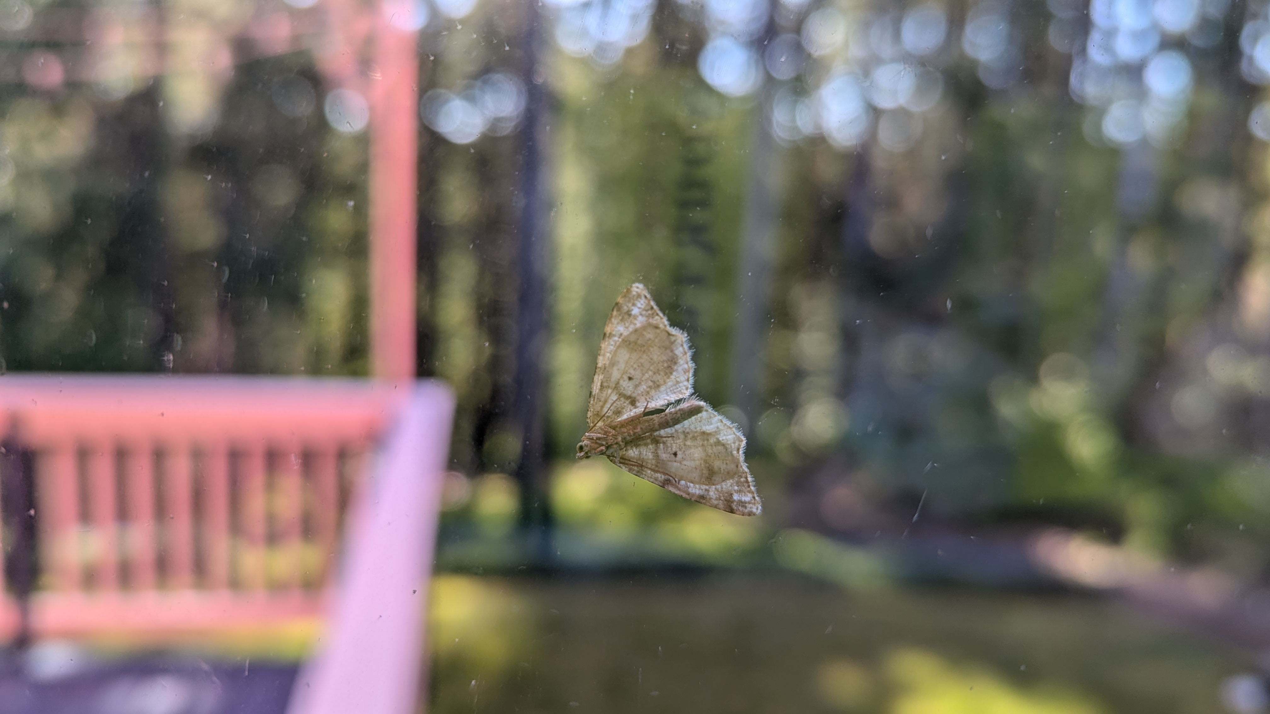 Moth flattened out on a window with the backyard as a background.