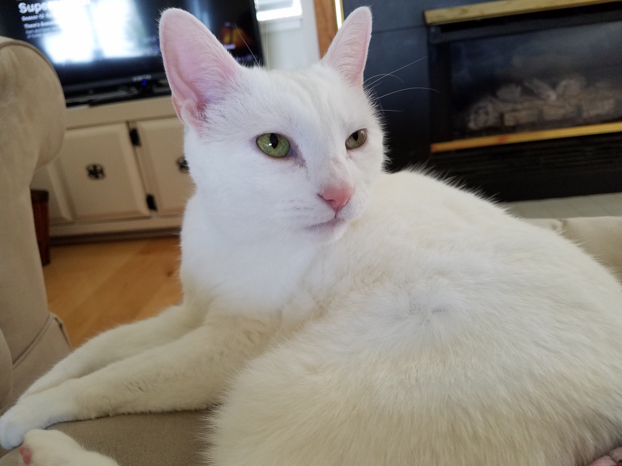 Beautiful white cat looking all beautiful.