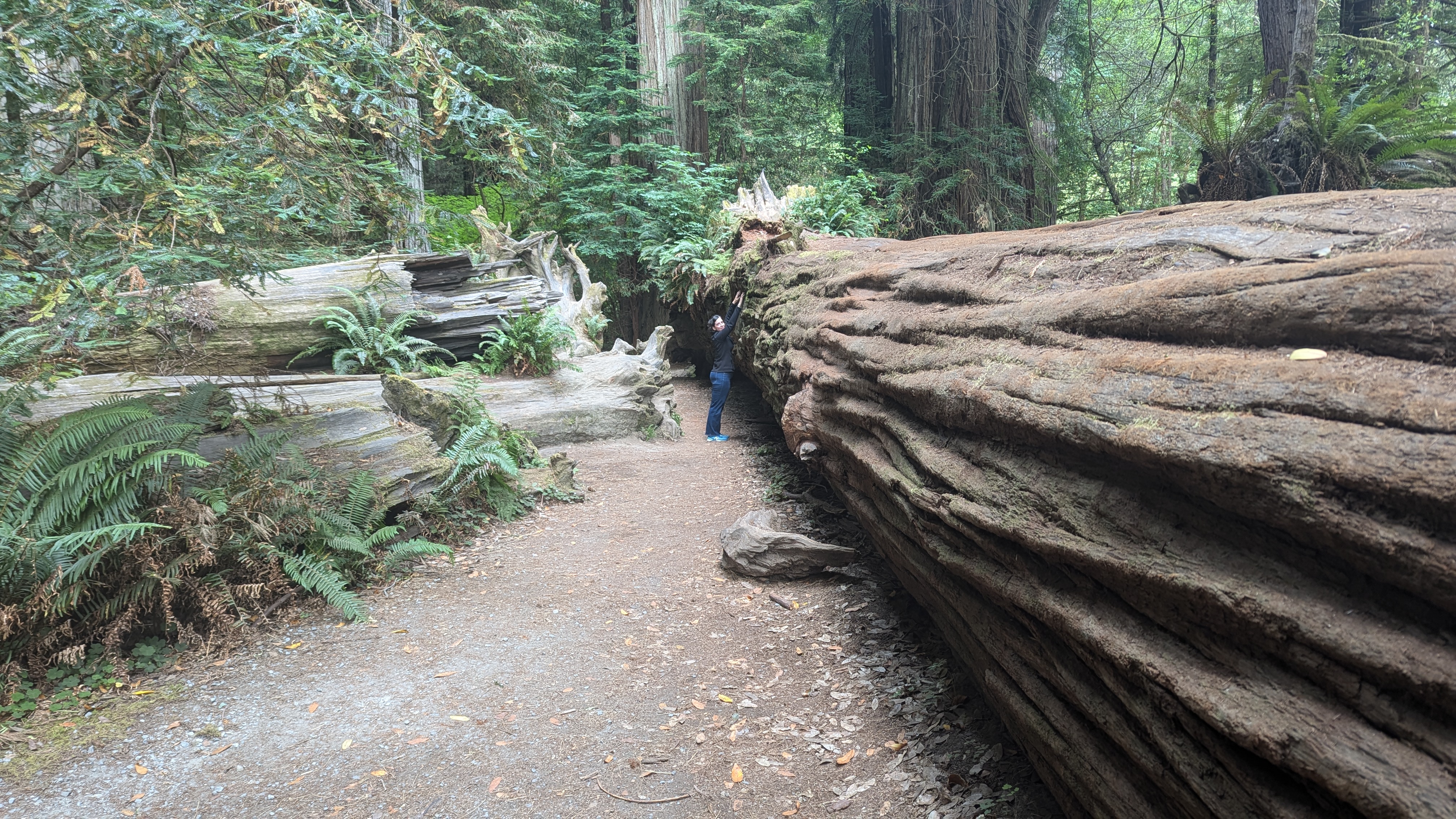 Wife standing thirty feet away extending hands above head unable to touch the top of a fallen redwood trunk.