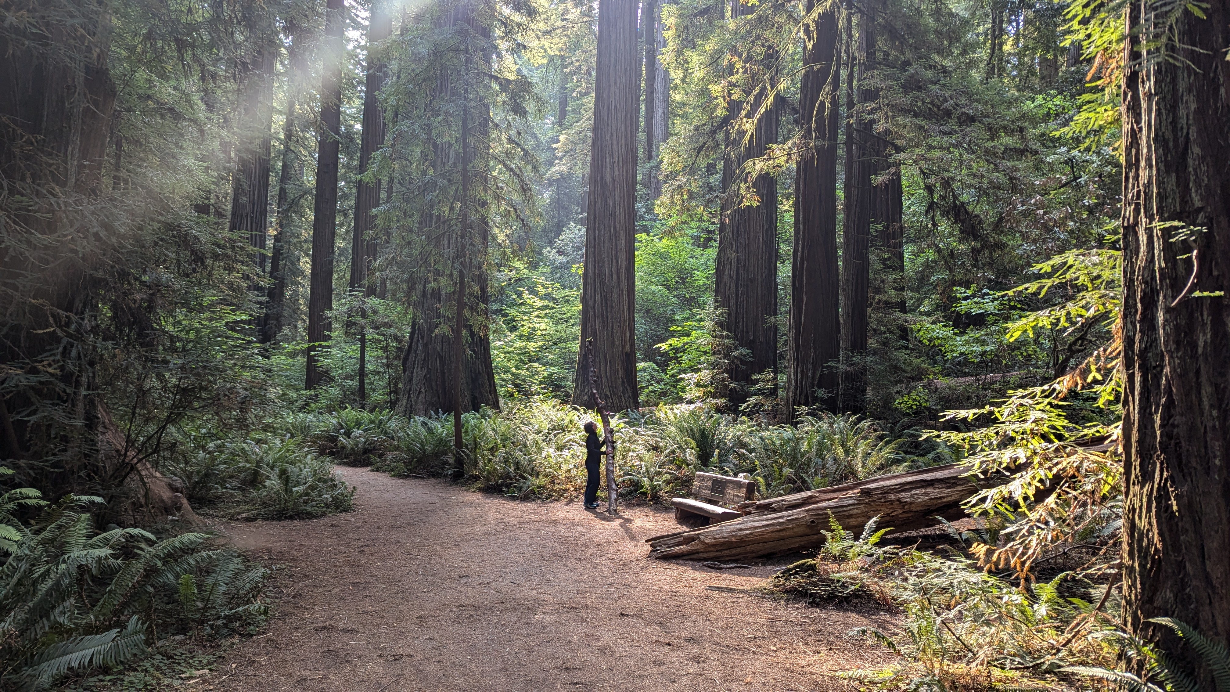 Wife standing by large vertical stick stuck in the ground surrounded by redwoods with sunlight streaming through the tree crowns.