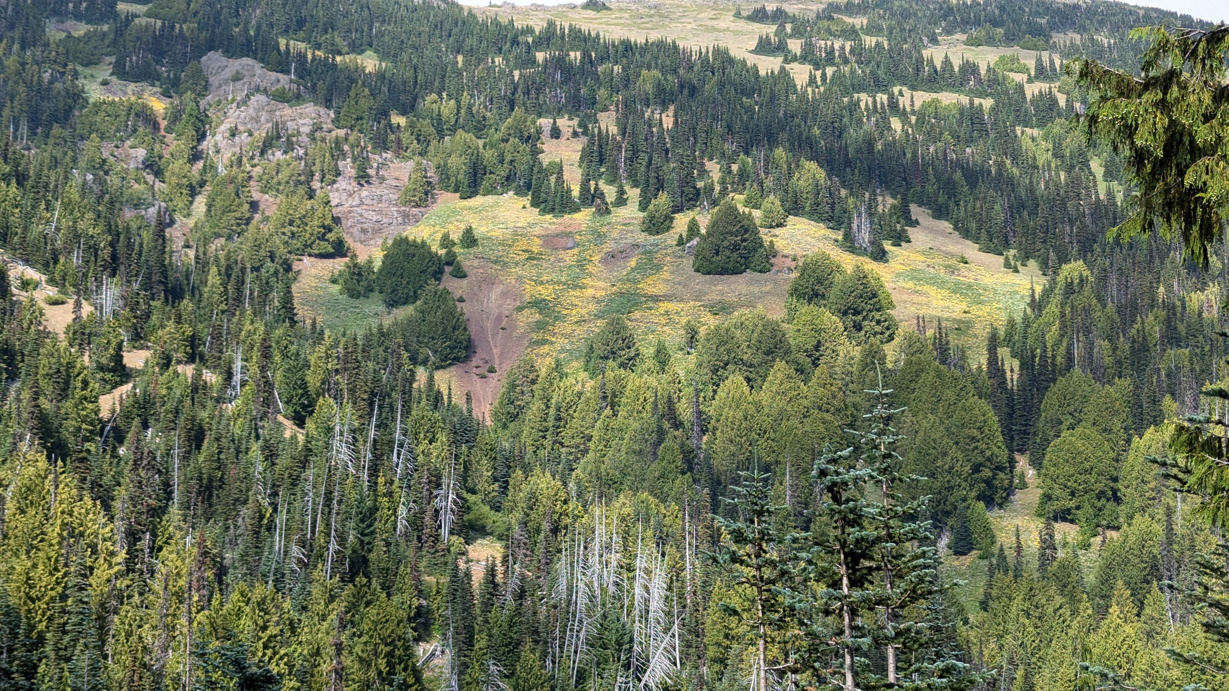 Looking up a mountain. Conifers with multiple shades of green. Yellow and Purple wild flowers. Part of a landslide.