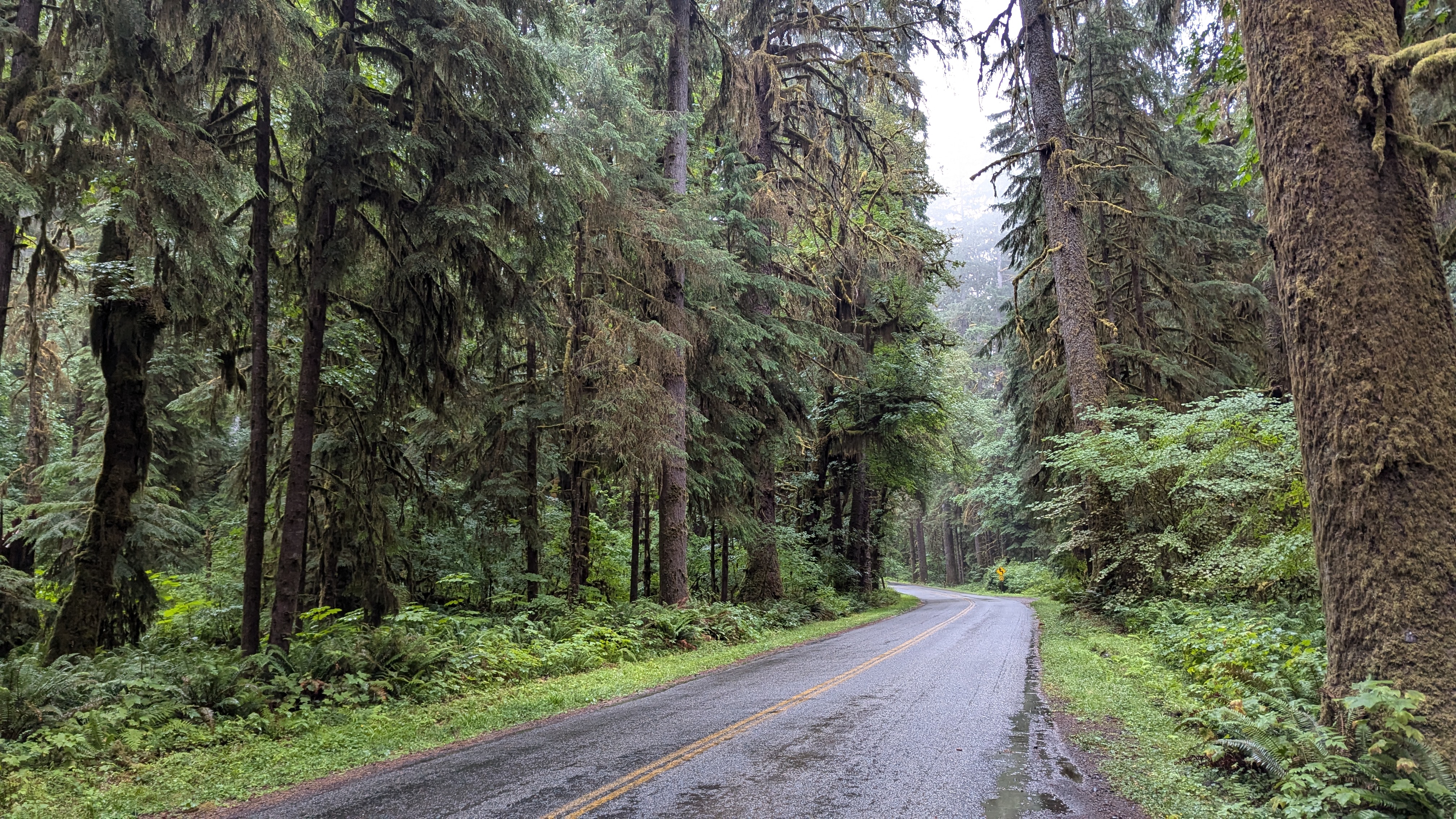 Winding two-lane road with giant, moss covered conifers rising up into the fog.