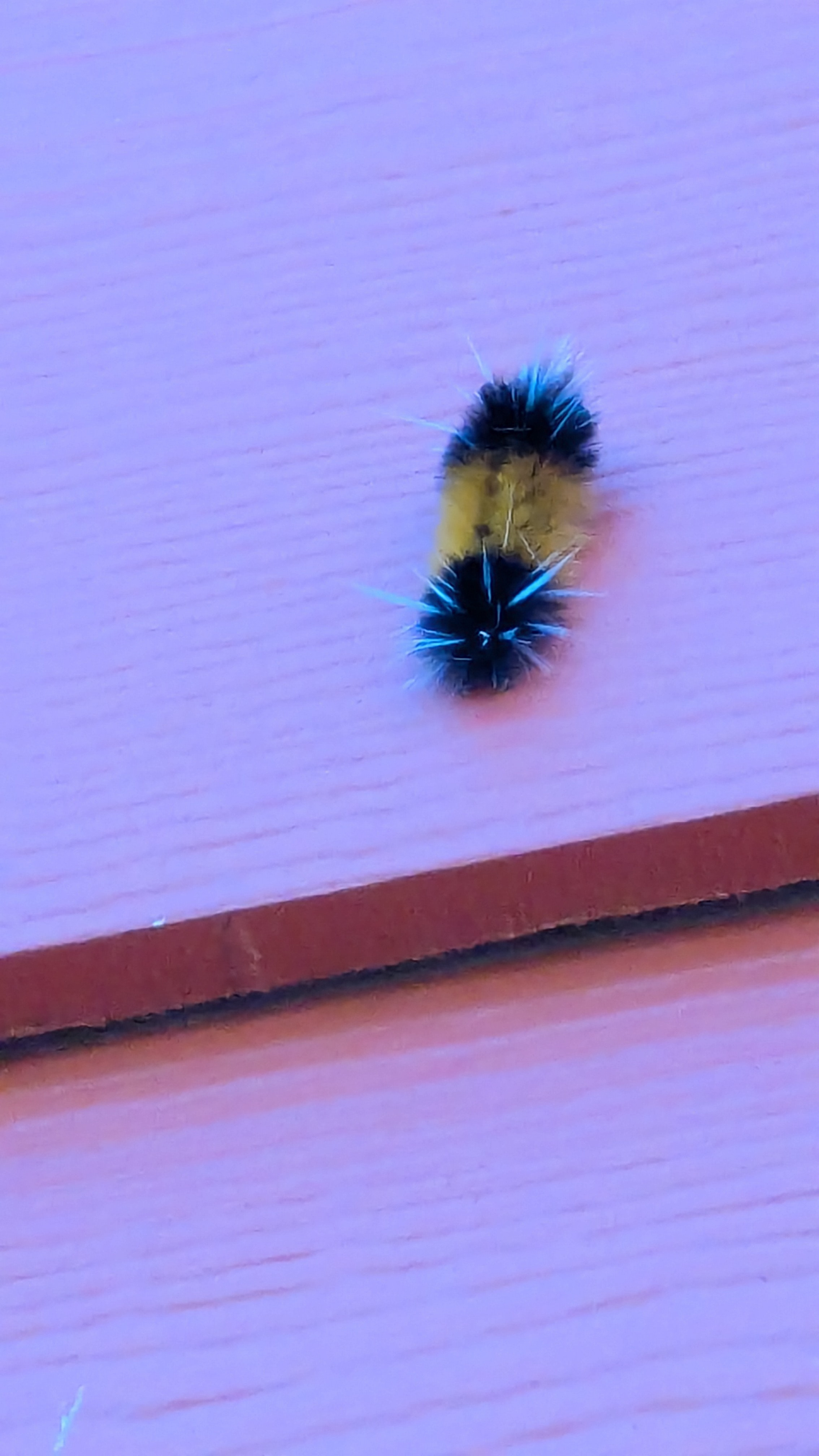 Caterpillar chliing on the house. The caterpillar is black on both ends, orange in the middle, has white, spiky hairs that are about four times longer then the rest of its hairs growing vertically from the the front and back of it.