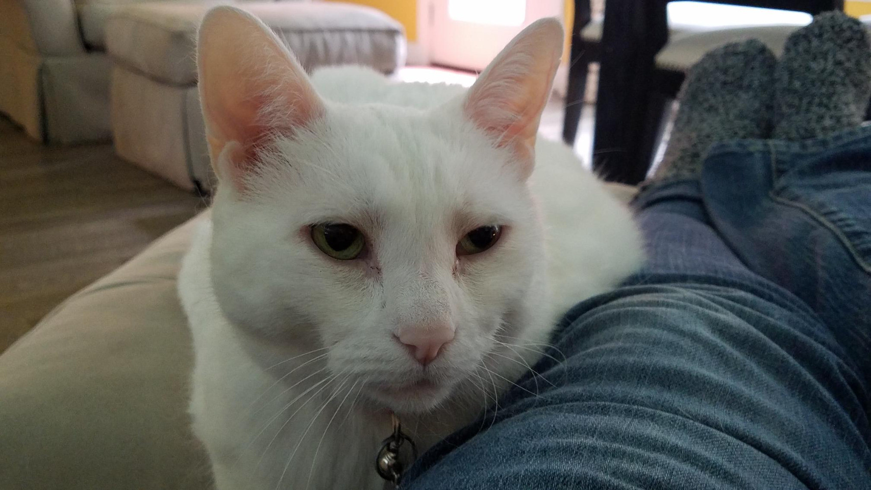 Beautiful white cat.